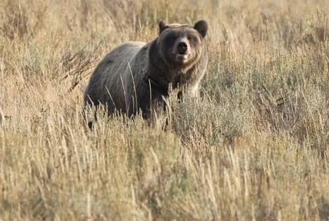 Backpacker Injured by Grizzly in Wilderness Area Transported to Medical Facility