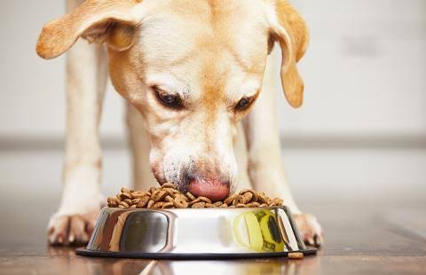 USA Pets Food Info: A Guide to Choosing the Best Nutrition for Your Pets